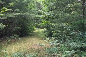 On Oak Ridge Rd, , Harshaw,  WI 54529 USA