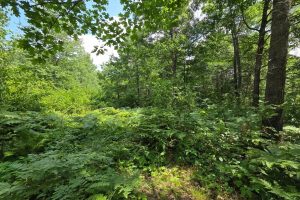 On Oak Ridge Rd, , Harshaw,  WI 54529 USA