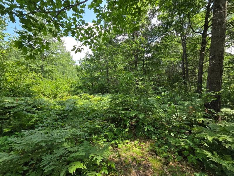 On Oak Ridge Rd, , Harshaw,  WI 54529 USA