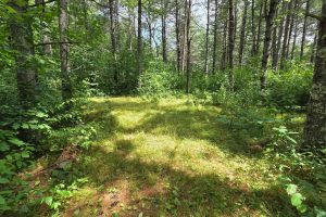 On Oak Ridge Rd, , Harshaw,  WI 54529 USA