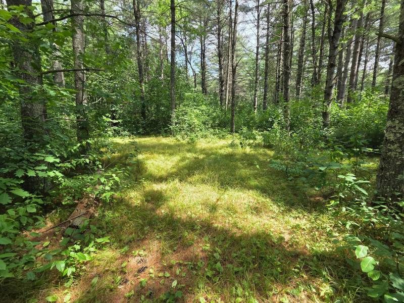 On Oak Ridge Rd, , Harshaw,  WI 54529 USA