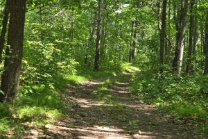 On Oak Ridge Rd, , Harshaw,  WI 54529 USA