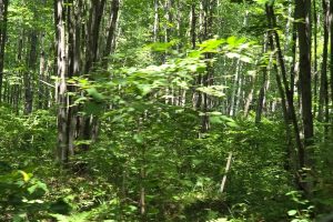 On Oak Ridge Rd, , Harshaw,  WI 54529 USA