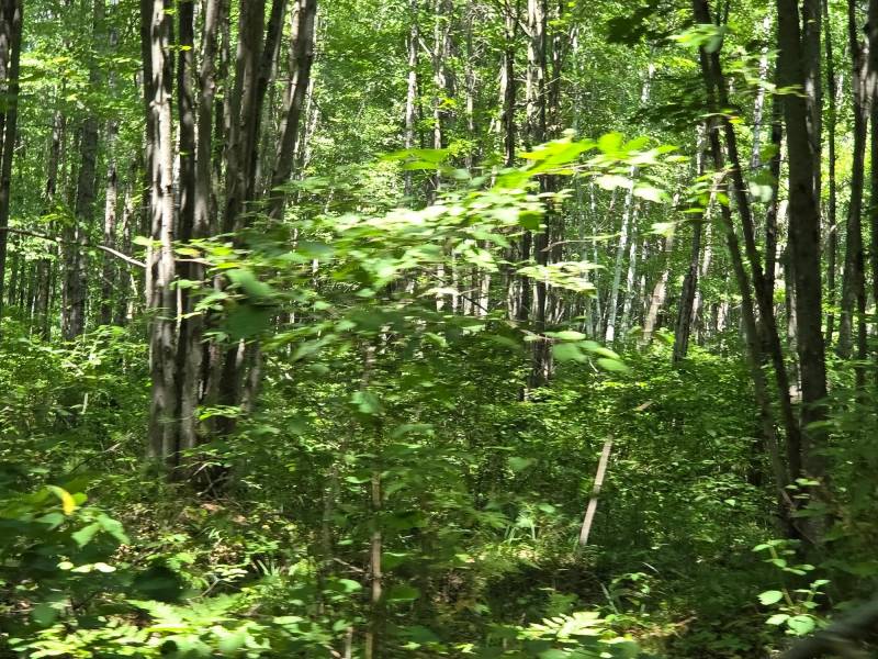 On Oak Ridge Rd, , Harshaw,  WI 54529 USA