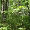 On Oak Ridge Rd, , Harshaw,  WI 54529 USA