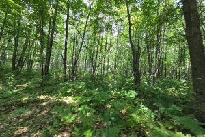 On Oak Ridge Rd, , Harshaw,  WI 54529 USA