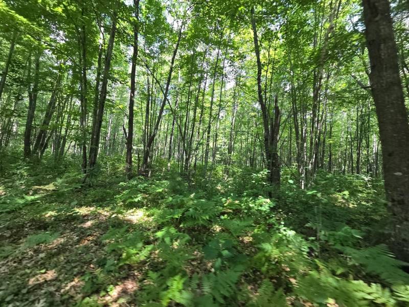 On Oak Ridge Rd, , Harshaw,  WI 54529 USA