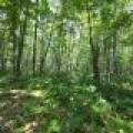 On Oak Ridge Rd, , Harshaw,  WI 54529 USA