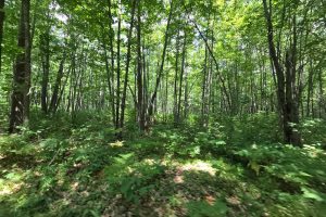 On Oak Ridge Rd, , Harshaw,  WI 54529 USA