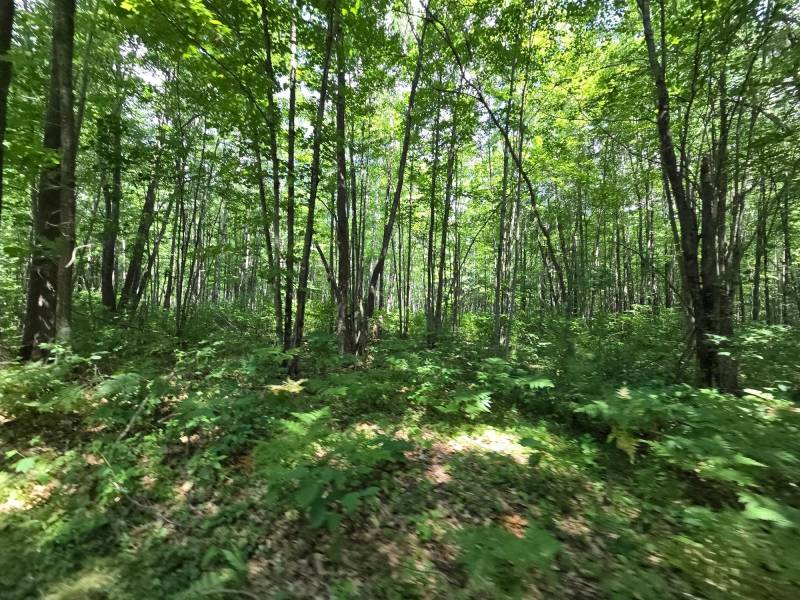On Oak Ridge Rd, , Harshaw,  WI 54529 USA