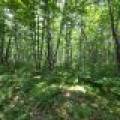 On Oak Ridge Rd, , Harshaw,  WI 54529 USA