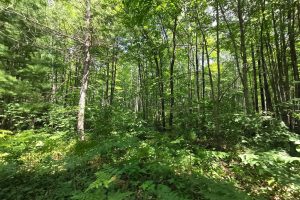 On Oak Ridge Rd, , Harshaw,  WI 54529 USA