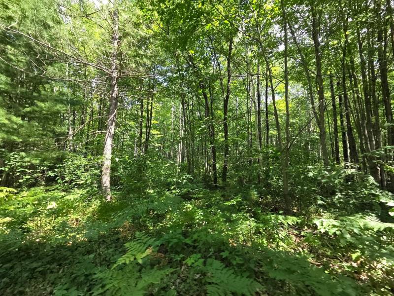 On Oak Ridge Rd, , Harshaw,  WI 54529 USA