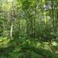 On Oak Ridge Rd, , Harshaw,  WI 54529 USA