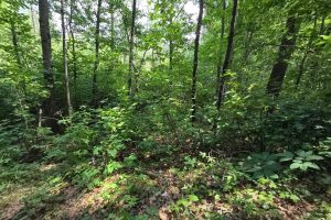 On Oak Ridge Rd, , Harshaw,  WI 54529 USA