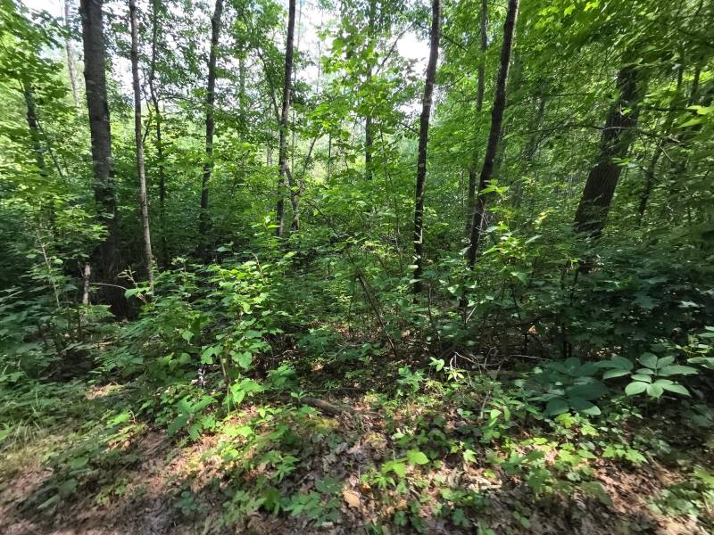 On Oak Ridge Rd, , Harshaw,  WI 54529 USA
