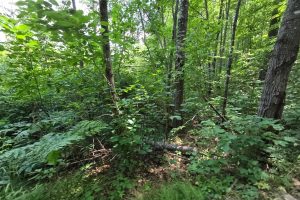 On Oak Ridge Rd, , Harshaw,  WI 54529 USA