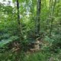 On Oak Ridge Rd, , Harshaw,  WI 54529 USA
