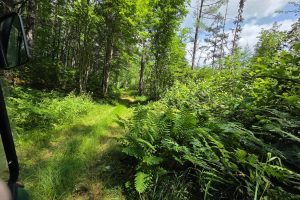 On Oak Ridge Rd, , Harshaw,  WI 54529 USA