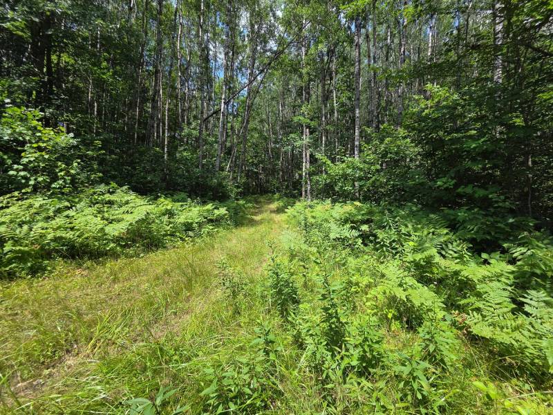 On Oak Ridge Rd, , Harshaw,  WI 54529 USA