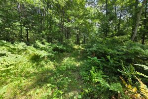 On Oak Ridge Rd, , Harshaw,  WI 54529 USA