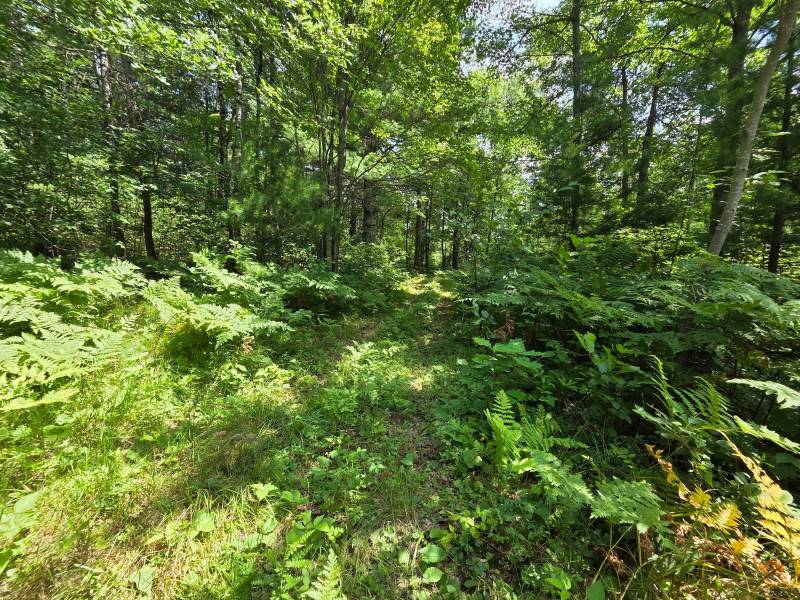 On Oak Ridge Rd, , Harshaw,  WI 54529 USA