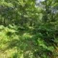 On Oak Ridge Rd, , Harshaw,  WI 54529 USA