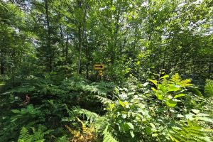 On Oak Ridge Rd, , Harshaw,  WI 54529 USA