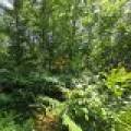 On Oak Ridge Rd, , Harshaw,  WI 54529 USA