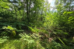 On Oak Ridge Rd, , Harshaw,  WI 54529 USA