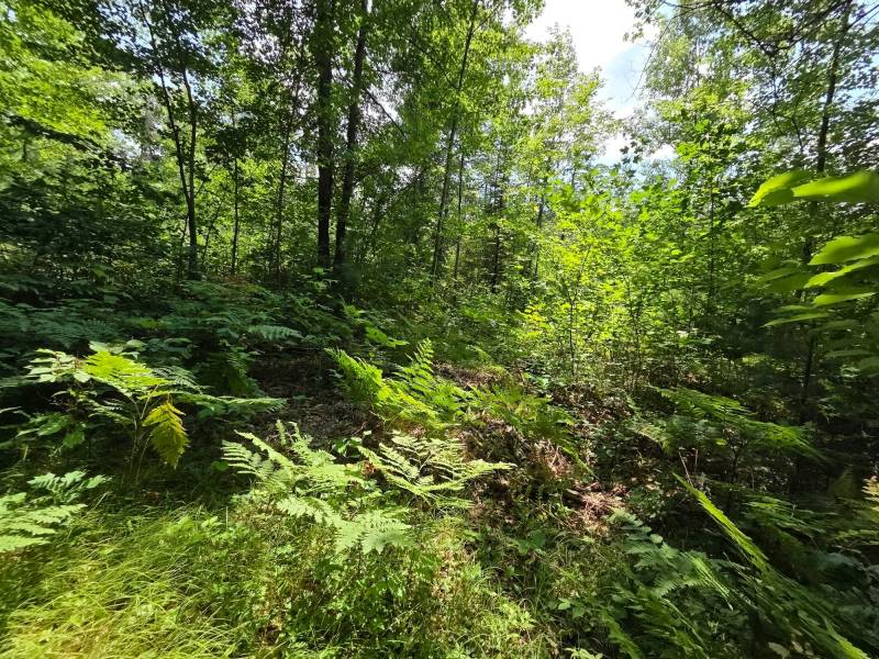On Oak Ridge Rd, , Harshaw,  WI 54529 USA