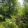 On Oak Ridge Rd, , Harshaw,  WI 54529 USA