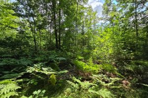 On Oak Ridge Rd, , Harshaw,  WI 54529 USA