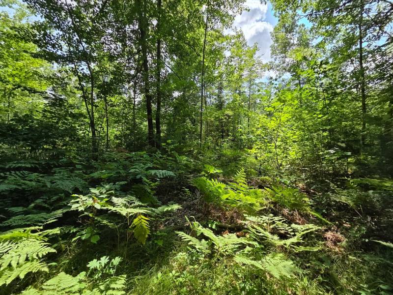On Oak Ridge Rd, , Harshaw,  WI 54529 USA