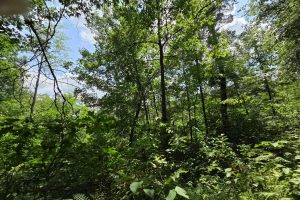 On Oak Ridge Rd, , Harshaw,  WI 54529 USA
