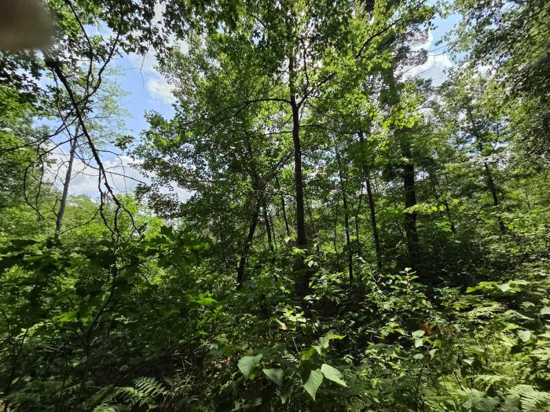 On Oak Ridge Rd, , Harshaw,  WI 54529 USA