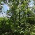 On Oak Ridge Rd, , Harshaw,  WI 54529 USA