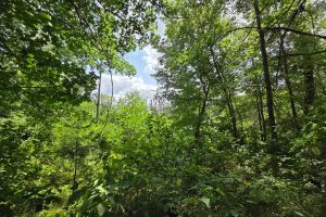 On Oak Ridge Rd, , Harshaw,  WI 54529 USA
