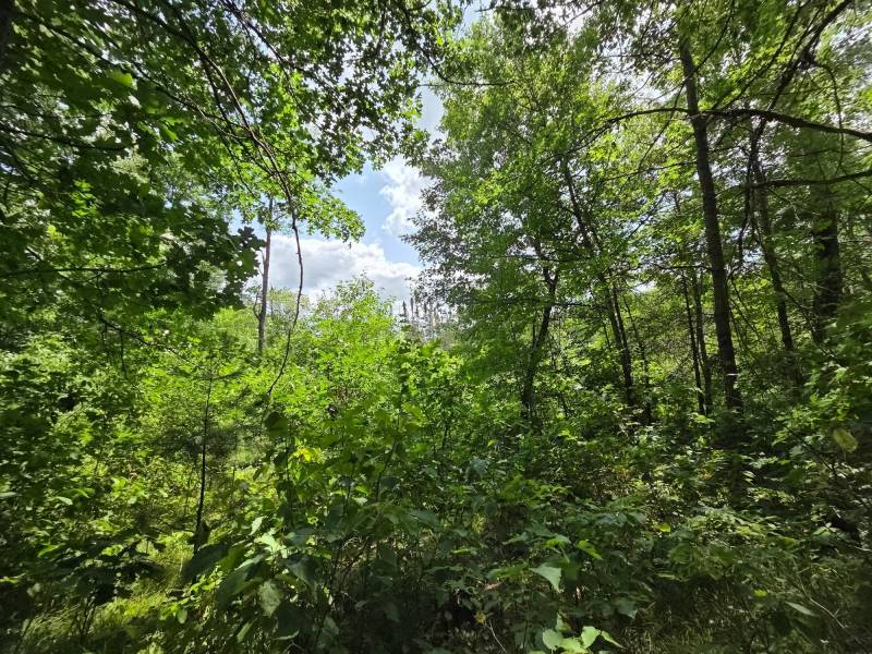 On Oak Ridge Rd, , Harshaw,  WI 54529 USA