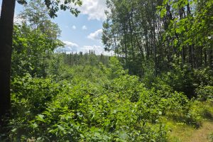 On Oak Ridge Rd, , Harshaw,  WI 54529 USA
