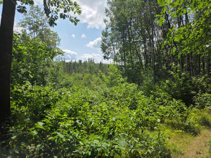 On Oak Ridge Rd, , Harshaw,  WI 54529 USA