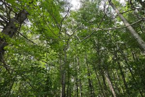 On Oak Ridge Rd, , Harshaw,  WI 54529 USA