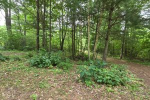 On Oak Ridge Rd, , Harshaw,  WI 54529 USA