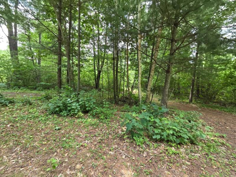 On Oak Ridge Rd, , Harshaw,  WI 54529 USA