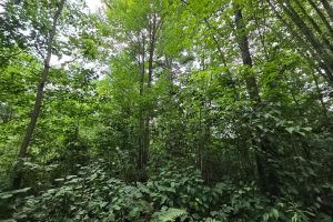 On Oak Ridge Rd, , Harshaw,  WI 54529 USA