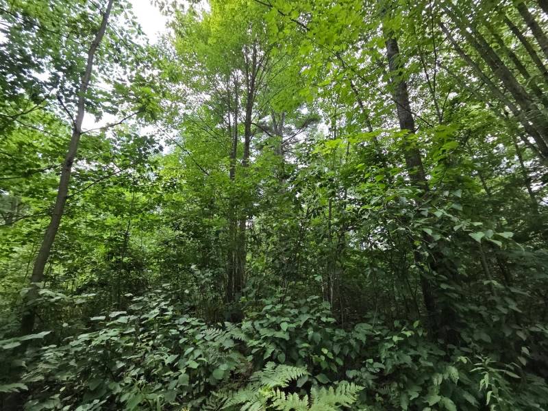 On Oak Ridge Rd, , Harshaw,  WI 54529 USA