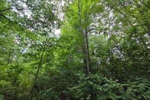 On Oak Ridge Rd, , Harshaw,  WI 54529 USA