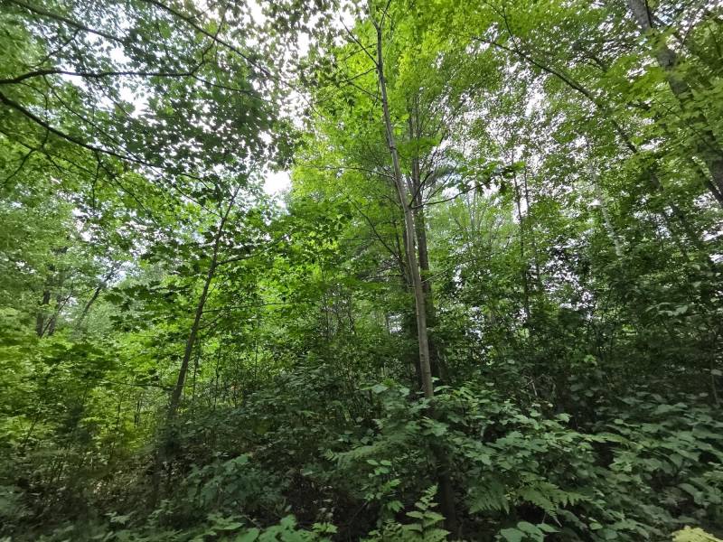 On Oak Ridge Rd, , Harshaw,  WI 54529 USA