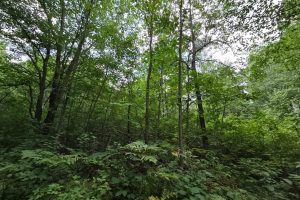 On Oak Ridge Rd, , Harshaw,  WI 54529 USA