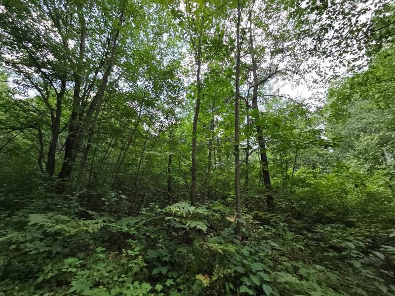 On Oak Ridge Rd, , Harshaw,  WI 54529 USA